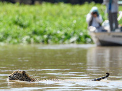 Jaguar in Brazil.