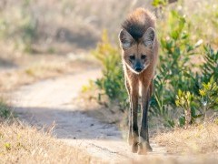 Maned wolf in Brazil