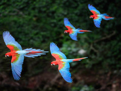 Red-and-green macaws in Brazil.