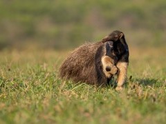 Giant anteater in Brazil.