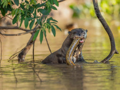 Giant river otter in Brazil.