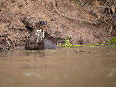 Giant river otter in Brazil.