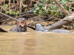 Giant river otter in Brazil.