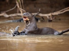 Giant river otter with fish in the Pantanal.