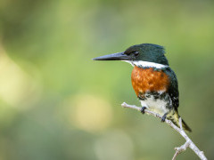Green kingfisher in Brazil.