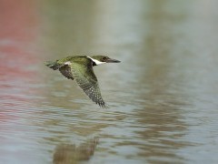 Green kingfisher in flight in Brazil
