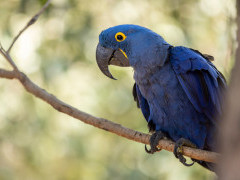 Hyacinth macaw in Brazil.