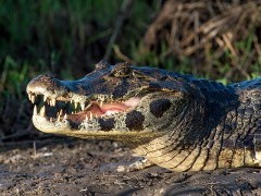 Yacare caiman in Brazil.