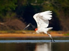Jabiru in flight in Brazil