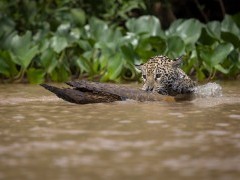 Jaguar cub in Brazil.