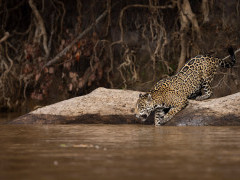Jaguar in the Pantanal.