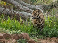 Jaguar in the Pantanal.