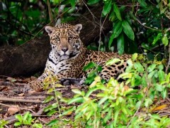 Jaguar in Brazil
