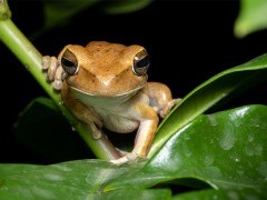 Tree frog near the Jaguar Retreat in Brazil.