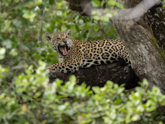 Jaguar in the Pantanal.