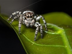 Jumping spider in Brazil.