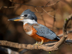 Ringed-kingfisher in Brazil.