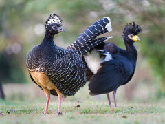 Bare-faced curassow in Brazil.