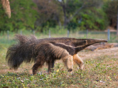 Giant anteater