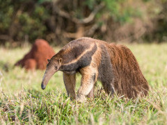 Giant anteater in Brazil.