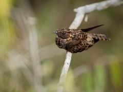 Rufous nightjar in the Amazon, Brazil.