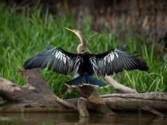 Anhinga in North Pantanal, Brazil.