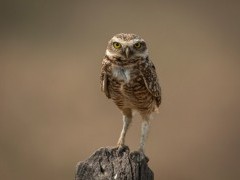 Burrowing owl in North Pantanal, Brazil.