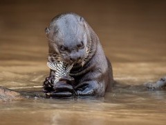 Giant river otter in North Pantanal, Brazil.