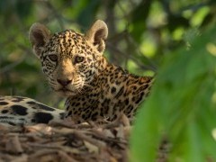 Jaguar cub in North Pantanal, Brazil.