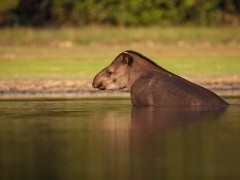 Tapir in North Pantanal in Brazil.