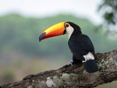 Toco toucan in North Pantanal, Brazil.