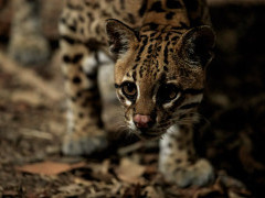Ocelot in Brazil.