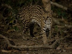 Ocelot in Brazil.