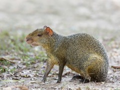 Azara agouti in the Pantanal, Brazil