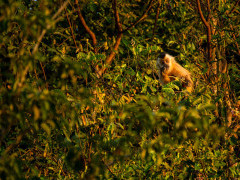 Brown capuchin in the Pantanal, Brazil.