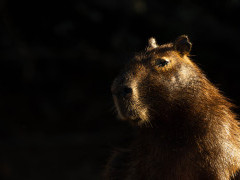 Capybara in the Pantanal, Brazil.