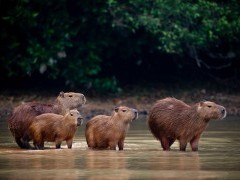 Capybara family in the Pantanal, Brazil.