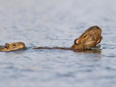 Capybara in Brazil.