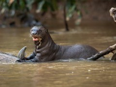 Giant river otter in the Pantanal, Brazil.