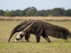 Giant anteater in Brazil