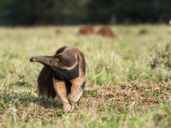 Giant anteater in the Pantanal, Brazil.