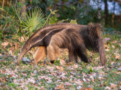 Giant anteater