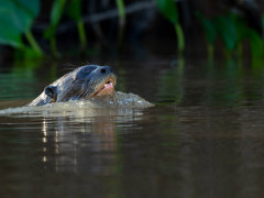 Giant river otter in the Pantanal, Brazil.