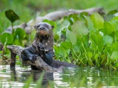 Giant river otter in the Pantanal, Brazil.