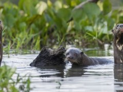 Giant river otters in the Pantanal, Brazil.