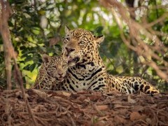 Jaguar in the Pantanal.