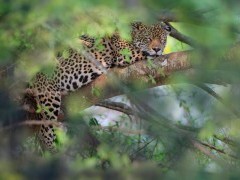Jaguar in the Pantanal, Brazil.