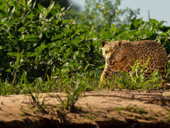 Jaguar in the Pantanal, Brazil.