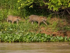 Jaguar in the Pantanal.