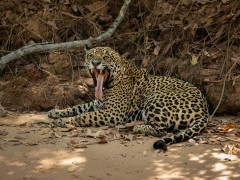 Jaguar in the Pantanal.